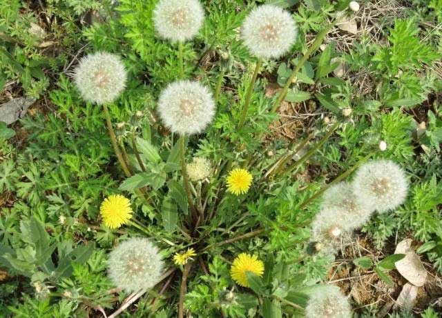 研究发现：蒲公英４８小时可杀死98％癌细胞